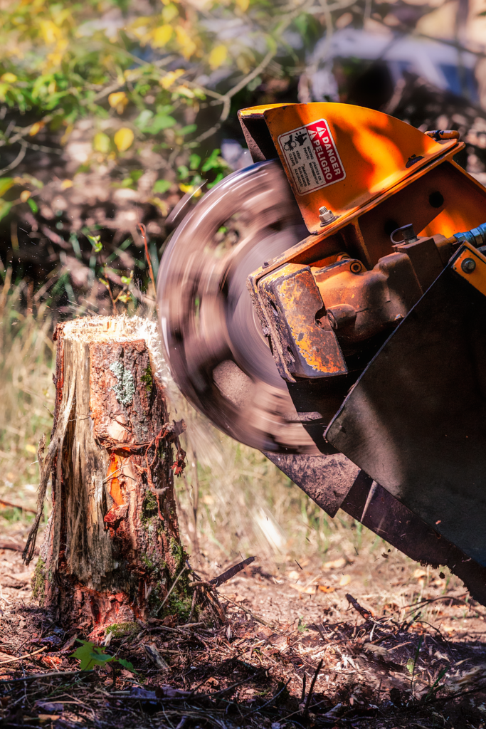 Choosing The Right Tree Removal Company Tree Removal