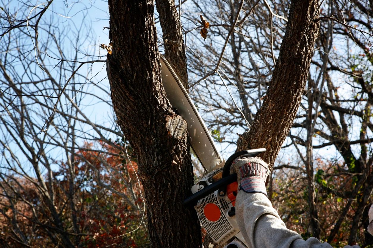 Safe Tree Removal