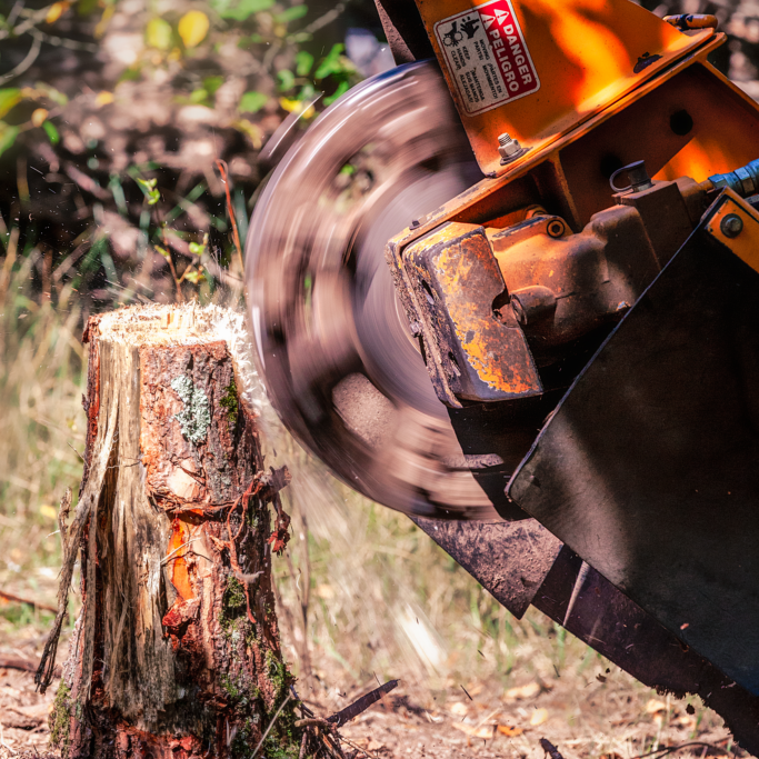 Tree Removal Service